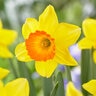 Narcissus Bulb Large Cup Loveday Daffodil