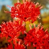 Lycoris Bulb Radiata Red Spider Lily