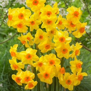 Narcissus Bulb Bunch Flowering Martinette Daffodil