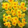 Narcissus Bulb Bunch Flowering Martinette Daffodil