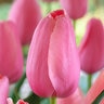 Tulipa Bulb Single Late Menton Tulip