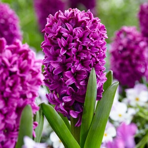 Tulipa Bulb Triumph Saigon Tulip 100 Count Bag