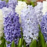 Hyacinthus Bulb Orientalis The Blues Mixture Hyacinth