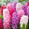Hyacinthus Bulb Orientalis The Pinks Mixture Hyacinth