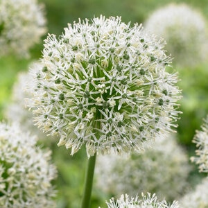 Allium Bulb Giganteum Mount Everest Ornamental Onion
