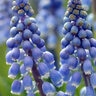 Muscari Bulb Aucheri Blue Magic Grape Hyacinth