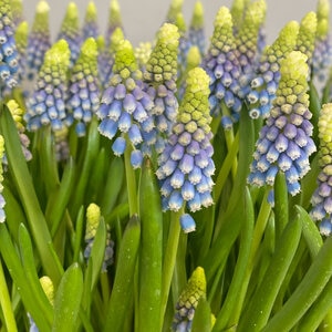 Muscari Bulb Armeniacum Julia Grape Hyacinth Rack Program 12 Count Bag