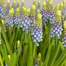 Muscari Bulb Armeniacum Julia Grape Hyacinth