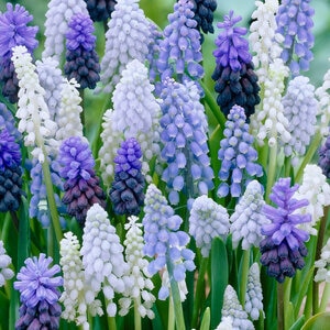 Muscari Bulb Armeniacum Mixture Grape Hyacinth