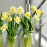 Narcissus Bulb Large Cup Avalon Daffodil