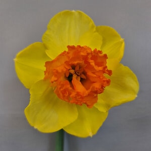 Narcissus Bulb Large Cup Coral Crown Daffodil 400 Count Crate
