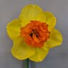 Narcissus Bulb Large Cup Coral Crown Daffodil