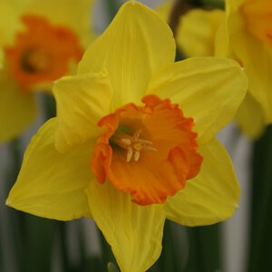 Narcissus Bulb Large Cup Delibes Daffodil