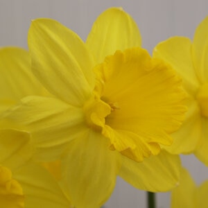 Narcissus Bulb Large Cup Gigantic Star Daffodil Rack Program 8 Count Bag