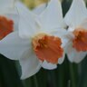 Narcissus Bulb Large Cup Salome Daffodil