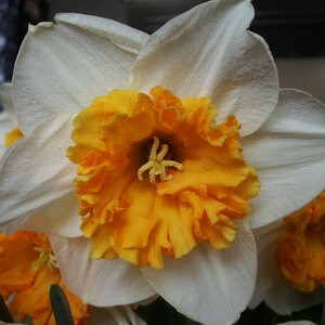 Narcissus Bulb Large Cup Virginia Sunrise Daffodil Each