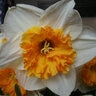 Narcissus Bulb Large Cup Virginia Sunrise Daffodil