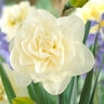 Narcissus Bulb Double Obdam Daffodil