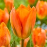 Tulipa Bulb Fosteriana Emperor Orange Emperor Tulip