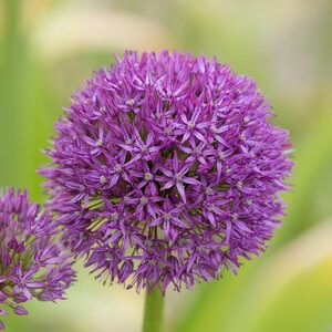 Allium Bulb Giganteum Pinball Wizard Ornamental Onion