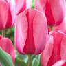 Tulipa Bulb Darwin Hybrid Pink Impression Tulip