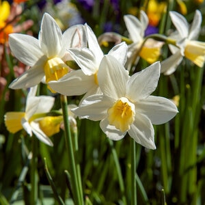 Narcissus Bulb Bunch Flowering Pipit Daffodil