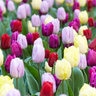 Tulipa Bulb Single Early Prince Mixture Tulip