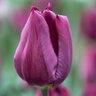 Tulipa Bulb Single Late Purple Lady Tulip