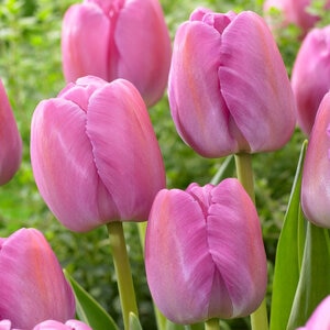 Tulipa Bulb Darwin Hybrid Purple Pride Tulip