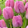 Tulipa Bulb Darwin Hybrid Purple Pride Tulip