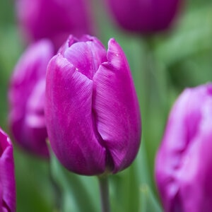 Tulipa Bulb Single Early Purple Prince Tulip