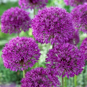 Allium Bulb Tall Purple Sensation Ornamental Onion