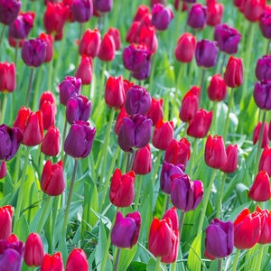 Tulipa Bulb Single Late Purple Teddy Mixture Tulip