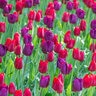 Tulipa Bulb Single Late Purple Teddy Mixture Tulip