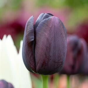 Tulipa Bulb Single Late Queen of Night Tulip