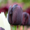 Tulipa Bulb Single Late Queen of Night Tulip