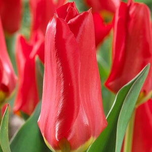 Tulipa Bulb Fosteriana Emperor Red Emperor Tulip