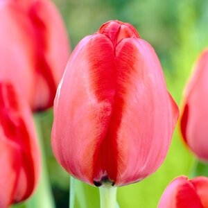 Tulipa Bulb Darwin Hybrid Red Impression Tulip