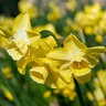 Narcissus Bulb Bunch Flowering Regeneration Daffodil