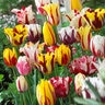 Tulipa Bulb Single Late Rembrandt Mixture Tulip