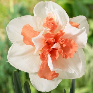 Narcissus Bulb Double Replete Daffodil