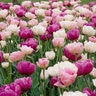 Tulipa Bulb Double Mid Romantic Mixture Tulip