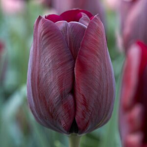 Tulipa Bulb Triumph Ronaldo Tulip
