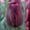 Tulipa Bulb Triumph Ronaldo Tulip