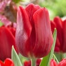 Tulipa Bulb Single Early Ruby Prince Tulip