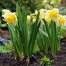 Narcissus Bulb Large Cup Salome Daffodil