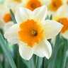 Narcissus Bulb Large Cup Sempre Avanti Daffodil