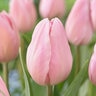 Tulipa Bulb Triumph Rosalie Tulip