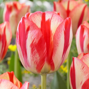 Tulipa Bulb Triumph Spryng Break Tulip