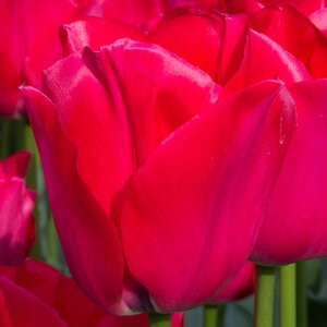 Tulipa Bulb Triumph Spryng Tide Tulip